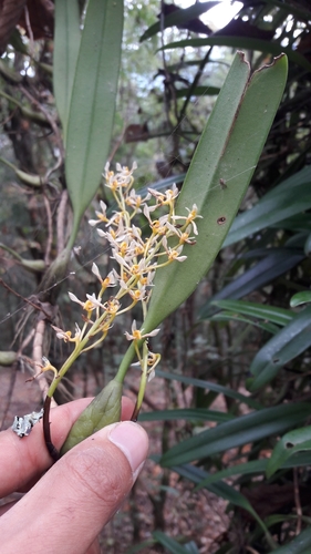 Bulbophyllum gymnopus