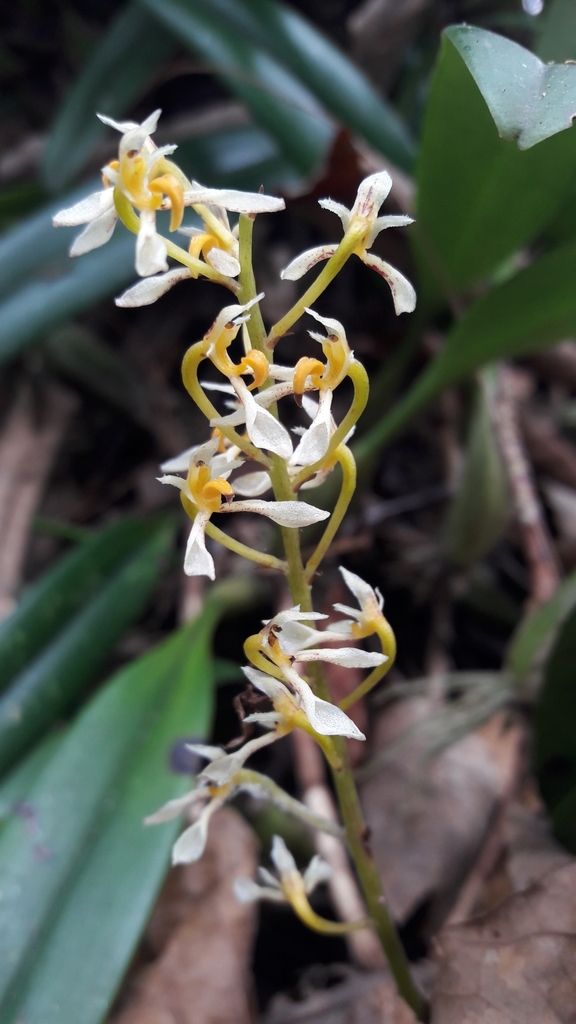 Bulbophyllum gymnopus