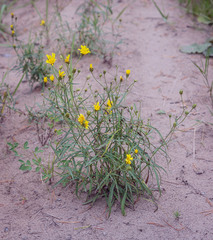 Hieracium umbellatum filifolium