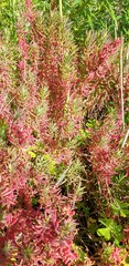 Suaeda australis