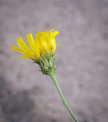 Hieracium umbellatum filifolium