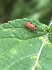 Pentispa suturalis