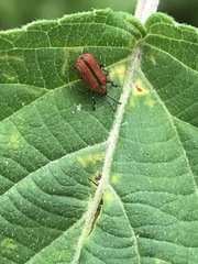 Pentispa suturalis