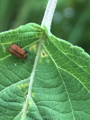 Pentispa suturalis