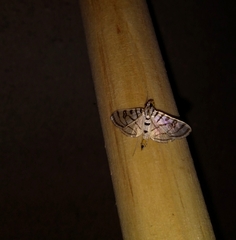 Conchylodes ovulalis