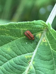 Pentispa suturalis