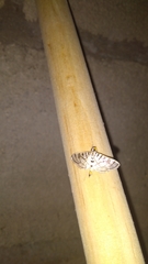 Conchylodes ovulalis