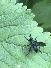 Penthosia satanica