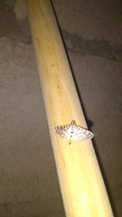 Conchylodes ovulalis