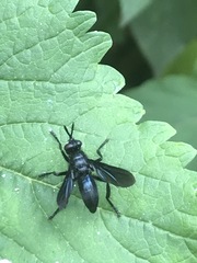 Penthosia satanica