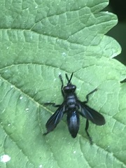 Penthosia satanica