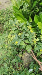 Wikstroemia retusa