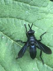Penthosia satanica