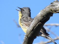 Setophaga kirtlandii