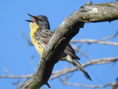 Setophaga kirtlandii