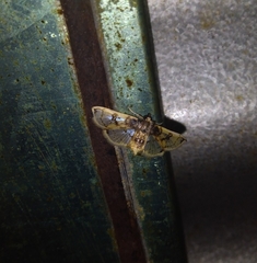 Compacta hirtalis