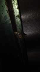 Compacta hirtalis