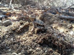Phrynosoma coronatum