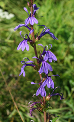 Lobelia sessilifolia