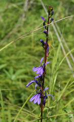 Lobelia sessilifolia