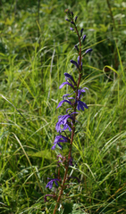 Lobelia sessilifolia