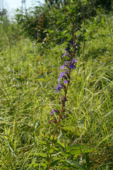 Lobelia sessilifolia