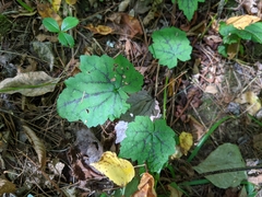 Tiarella stolonifera