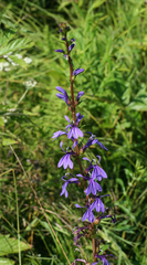 Lobelia sessilifolia