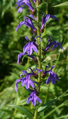 Lobelia sessilifolia