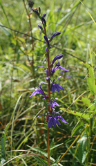 Lobelia sessilifolia
