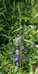Lobelia sessilifolia