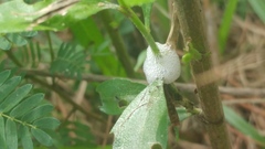 Lepyronia quadrangularis