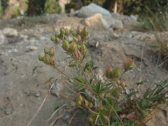 Potentilla grayi