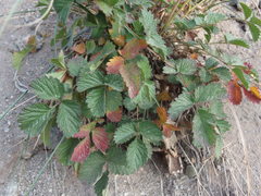 Potentilla grayi