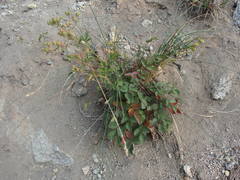 Potentilla grayi