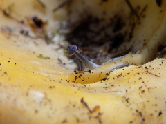 Entoloma pseudoparasiticum