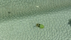 Lepyronia quadrangularis