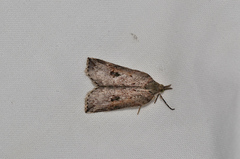 Neoteristis paraphanes