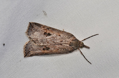 Neoteristis paraphanes