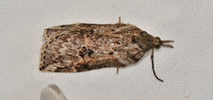 Neoteristis paraphanes