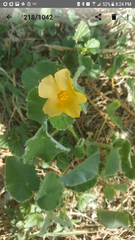 Abutilon wrightii
