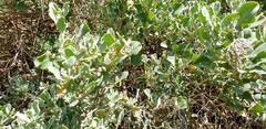 Chenopodium parabolicum