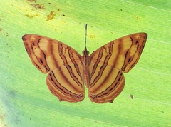 Chersonesia intermedia