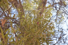 Capparis loranthifolia
