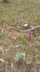 Homalocalyx polyandrus