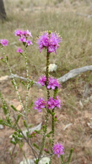 Homalocalyx polyandrus