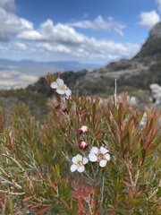 Leptospermum barneyense