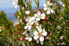 Leptospermum barneyense