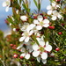 Leptospermum barneyense - Photo (c) Dr. Jessa Thurman, some rights reserved (CC BY-NC), uploaded by Dr. Jessa Thurman