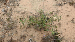 Chenopodium trigonon